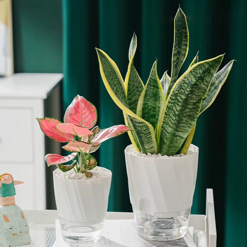 Automatic Self-Watering Hydroponic Flower Pot with Transparent Double Layer Design for Office Use